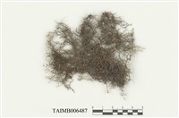 藏品(尼泊爾耳葉蘚)的圖片